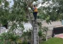 RESCATAN A “PANCHO” ATRAPADO EN UN ÁRBOL