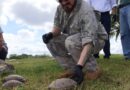 Impulsan conservación de tortugas con translocación de 90 ejemplares