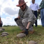 Impulsan conservación de tortugas con translocación de 90 ejemplares