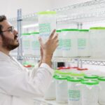Evalúan nueva biofábrica para combatir gusano barrenador