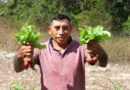 Productores cosechan frutos del programa de Huertos de Traspatio para el Bienestar