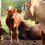 Tratamientos gratuitos y respuesta rápida contra el gusano barrenador