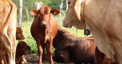 Tratamientos gratuitos y respuesta rápida contra el gusano barrenador
