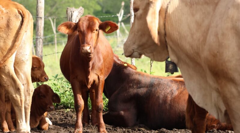 Tratamientos gratuitos y respuesta rápida contra el gusano barrenador