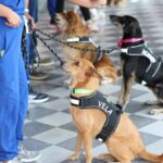 Desbordarán amor, ladridos y empatía los nuevos Reyes Caninos del Carnaval Mérida 2026