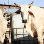 Yucatán continúa haciendo frente al gusano barrenador 