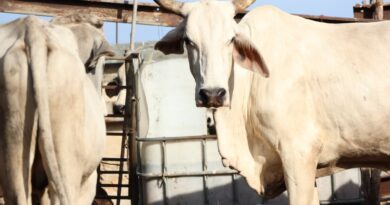 Yucatán continúa haciendo frente al gusano barrenador 