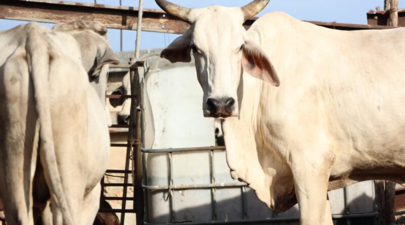Yucatán continúa haciendo frente al gusano barrenador 