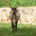 Plan Piloto de Supresión contra la mosca del gusano barrenador