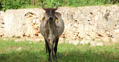 Plan Piloto de Supresión contra la mosca del gusano barrenador