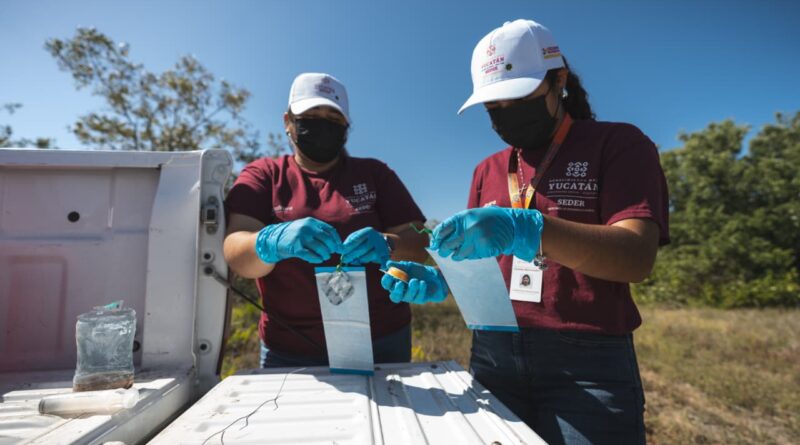 Avanza la sanidad animal en Yucatán 