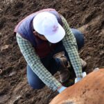 Gobierno del Estado no baja la guardia ante el gusano barrenador