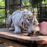 Avanzamos en la conservación de la fauna silvestre