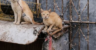 Denuncia de Maltrato Animal en Tixcacal Opichén
