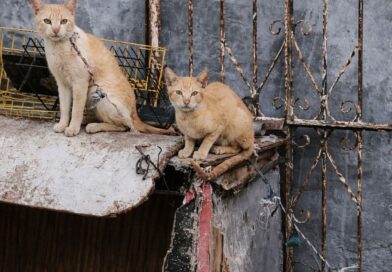 Denuncia de Maltrato Animal en Tixcacal Opichén