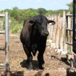 Refuerzan medidas para controlar el gusano barrenador 