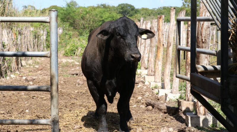 Refuerzan medidas para controlar el gusano barrenador 