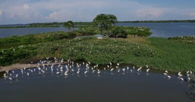 Ciencia ciudadana, clave para conservación de humedales