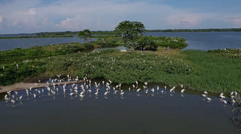 Ciencia ciudadana, clave para conservación de humedales