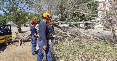 LESIONADO TRAS CAERLE UN ÁRBOL ENCIMA 