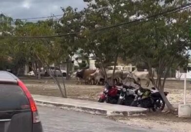 PÁNICO EN CALLES DE TIZIMÍN