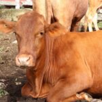 Control y prevención del gusano barrenador en Yucatán 