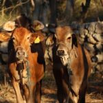 Exhortan reforzar revisión de animales por gusano barrenador