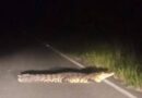 PATRULLA TERMINA EN CIÉNEGA POR EVITAR A UN LAGARTO