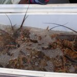 Concluye temporada de captura de langosta en Yucatán