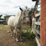 Refuerzan medidas ante el gusano barrenador