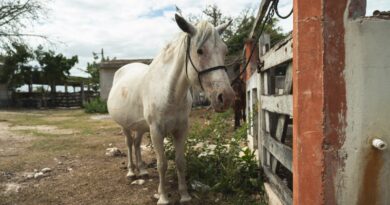 Refuerzan medidas ante el gusano barrenador