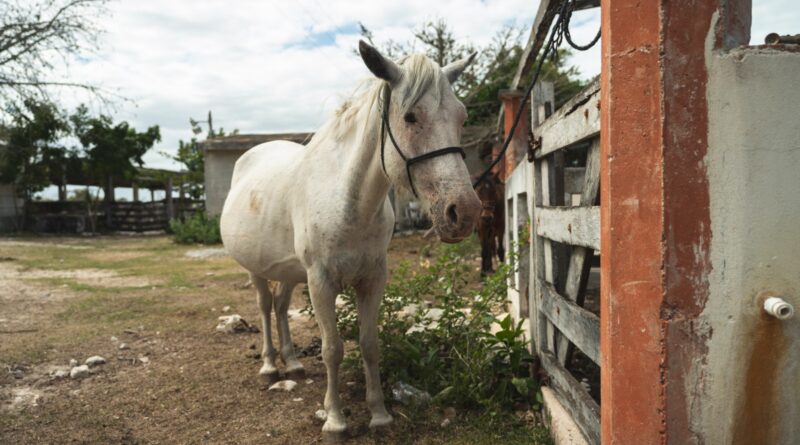 Refuerzan medidas ante el gusano barrenador