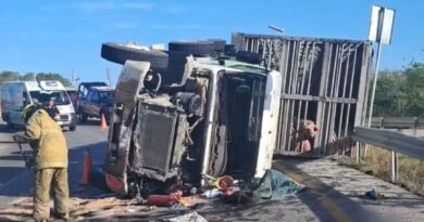 VUELCA TRÁILER CON CERDOS 