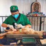 Refuerza Yucatán control poblacional de perros y gatos