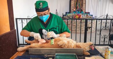 Refuerza Yucatán control poblacional de perros y gatos