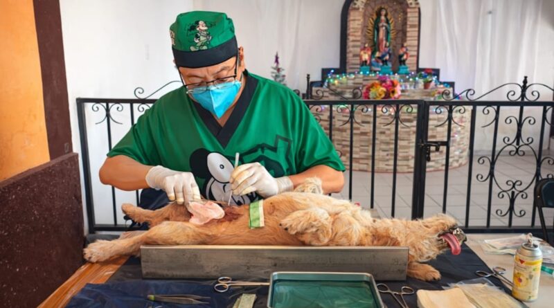 Refuerza Yucatán control poblacional de perros y gatos