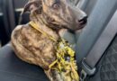 Fiscalía rescata a canina en situación de abandono en Chalmuch