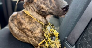 Fiscalía rescata a canina en situación de abandono en Chalmuch