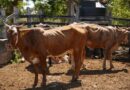 Yucatán avanza en repoblamiento ganadero con inseminación artificial