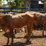 Yucatán avanza en repoblamiento ganadero con inseminación artificial