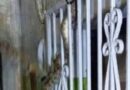 BOA SORPRENDE A FAMILIA AL APARECER EN UNA VENTANA