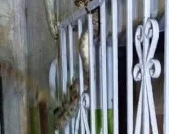 BOA SORPRENDE A FAMILIA AL APARECER EN UNA VENTANA