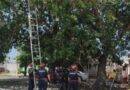 RESCATAN GATO DE UN ÁRBOL