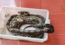 Emite SSY recomendaciones para prevenir mordeduras de serpiente