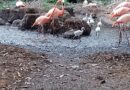 Flamencos nacen en Zoológico Animaya