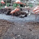 Flamencos nacen en Zoológico Animaya