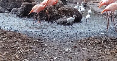 Flamencos nacen en Zoológico Animaya