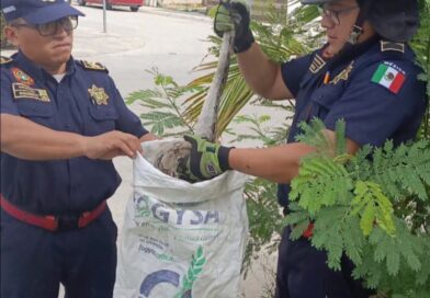 ASEGURAN SERPIENTE RATONERA EN PIEDRA DE AGUA