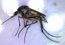 Llaman a identificar al mosquito transmisor y eliminar criaderos