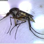 Llaman a identificar al mosquito transmisor y eliminar criaderos